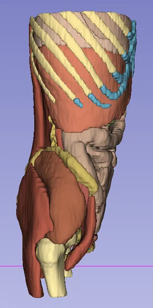 Giải phẫu người trưởng thành 1 - CT Scan - Image 2