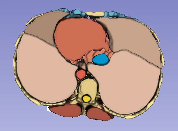 Giải phẫu người trưởng thành 1 - CT Scan - Image 3