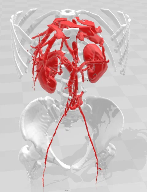 Giải phẫu người trưởng thành 1 - CT Scan - Image 6