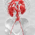 Giải phẫu người trưởng thành 1 - CT Scan - Thumbnail 6