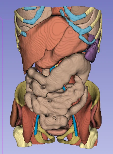 Giải phẫu người trưởng thành 2 - CT Scan - Image 1
