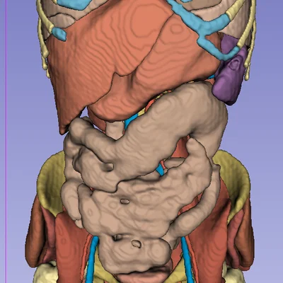 Giải phẫu người trưởng thành 2 - CT Scan