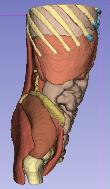 Giải phẫu người trưởng thành 2 - CT Scan - Image 2