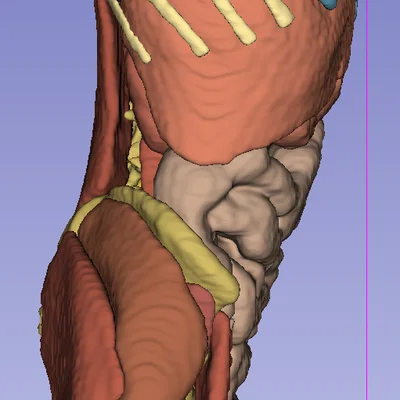 Giải phẫu người trưởng thành 2 - CT Scan