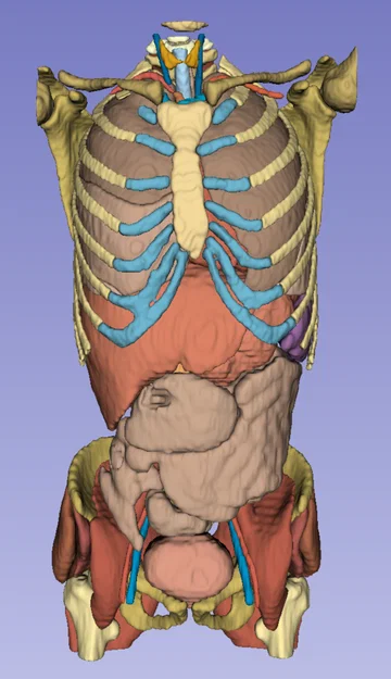 Giải phẫu cơ thể người trưởng thành 3 - Bản quét CT - Image 1