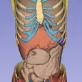 Giải phẫu cơ thể người trưởng thành 3 - Bản quét CT - Thumbnail 1