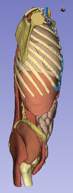 Giải phẫu cơ thể người trưởng thành 3 - Bản quét CT - Image 2