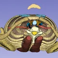 Giải phẫu cơ thể người trưởng thành 3 - Bản quét CT - Thumbnail 3