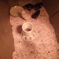 Máng ăn 3D thông minh cho gà con - Thiết kế chống rơi vãi - Thumbnail 1