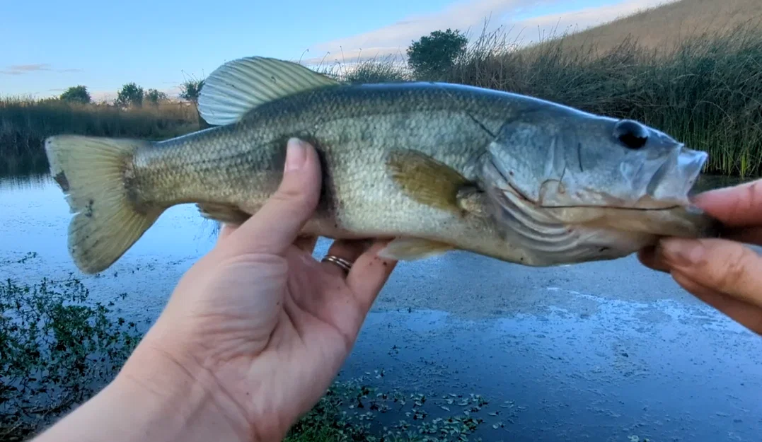 Hinged Lure – Mồi câu có bản lề in liền một lần - Image 2