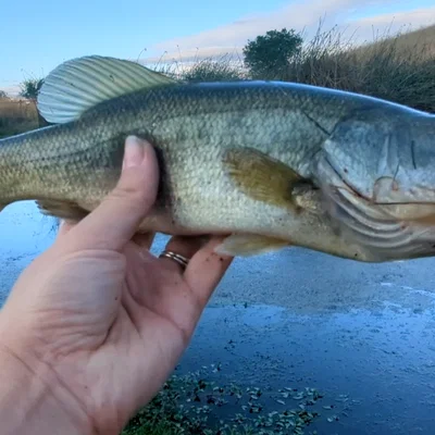 Hinged Lure – Mồi câu có bản lề in liền một lần