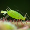 Adapter microscope 4x macro cho Sony/Canon/Nikon/Fuji/Leica/M4/3/M42 - Thumbnail 2
