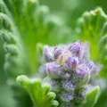 Adapter microscope 4x macro cho Sony/Canon/Nikon/Fuji/Leica/M4/3/M42 - Thumbnail 9