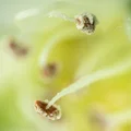 Adapter microscope 4x macro cho Sony/Canon/Nikon/Fuji/Leica/M4/3/M42 - Thumbnail 11