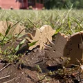 Mô hình khủng long Triceratops khớp nối linh hoạt in 3D - Thumbnail 3