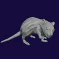Bộ 5 mô hình Chuột Khổng Lồ (Giant Rat) 28mm cho game DnD - Thumbnail 3