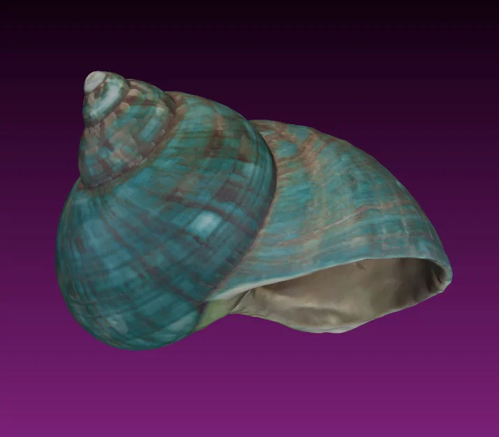 Mô hình vỏ ốc xoắn (Photogrammetry) - Image 1