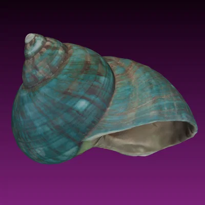 Mô hình vỏ ốc xoắn (Photogrammetry)