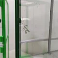 Terrarium/Insectarium dạng mô-đun (Modular terrarium - insectarium) - Thumbnail 27