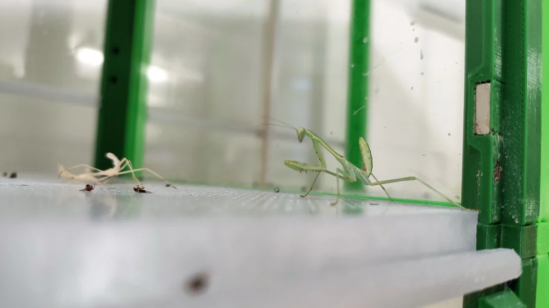 Terrarium/Insectarium dạng mô-đun (Modular terrarium - insectarium) - Image 28