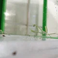 Terrarium/Insectarium dạng mô-đun (Modular terrarium - insectarium) - Thumbnail 28