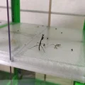 Terrarium/Insectarium dạng mô-đun (Modular terrarium - insectarium) - Thumbnail 29