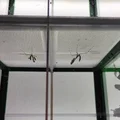 Terrarium/Insectarium dạng mô-đun (Modular terrarium - insectarium) - Thumbnail 30