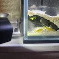 Hang Tép Góc Hồ (Corner Shrimp Cave) - Thumbnail 1