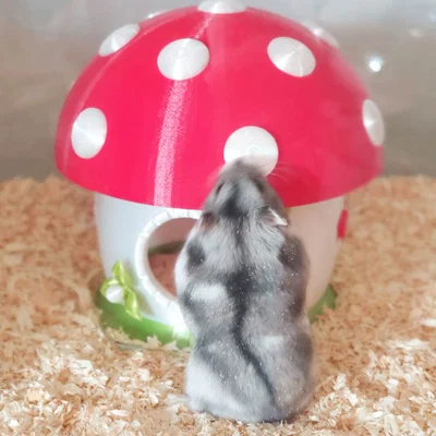 Nhà Hamster “Mushroom Mansion” (Hamster House)