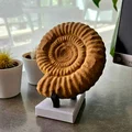 Tượng Ammonite (Ammonite sculpture) - Thumbnail 1