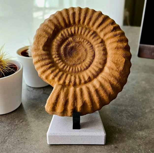 Tượng Ammonite (Ammonite sculpture) - Image 2