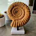 Tượng Ammonite (Ammonite sculpture) - Thumbnail 2