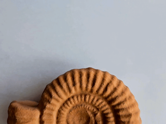 Tượng Ammonite (Ammonite sculpture) - Thumbnail 3