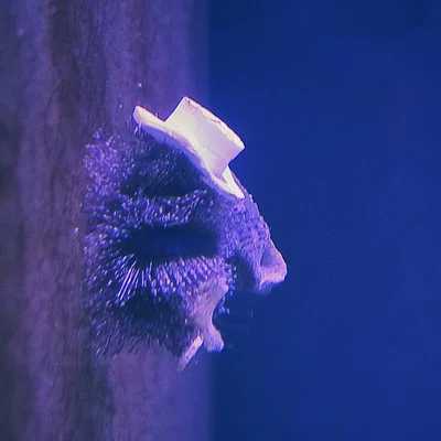 Nón Nhím Biển (Sea Urchin Hat)