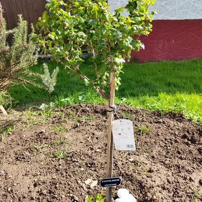 Bảng tên cây/rau cho Hochbeet & vườn (tiếng Đức) – in 2 màu