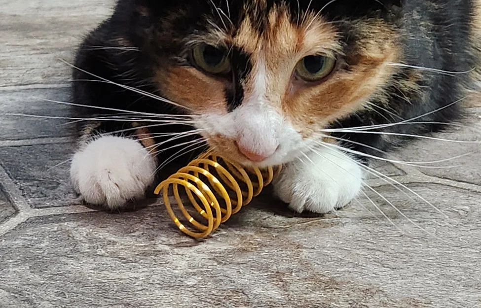 Dụng cụ làm lò xo đồ chơi cho mèo (Cat Spring Toy Maker) - Image 1