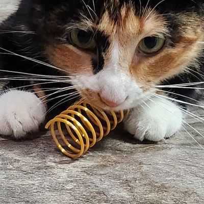 Dụng cụ làm lò xo đồ chơi cho mèo (Cat Spring Toy Maker)
