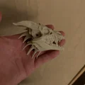 Sọ Rồng kèm Stand (Dragon-Skull with Stand) – NEW Stand added - Thumbnail 6