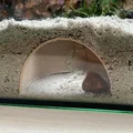 Hang trú ẩn ngầm dưới nền bể cá (Fish tank underground hiding cave) - Thumbnail 3