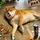 Papaours_1383004