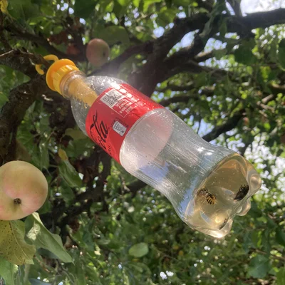 Bẫy Ong Vò Vẽ Dùng Chai (Bottle Wasp Trap)