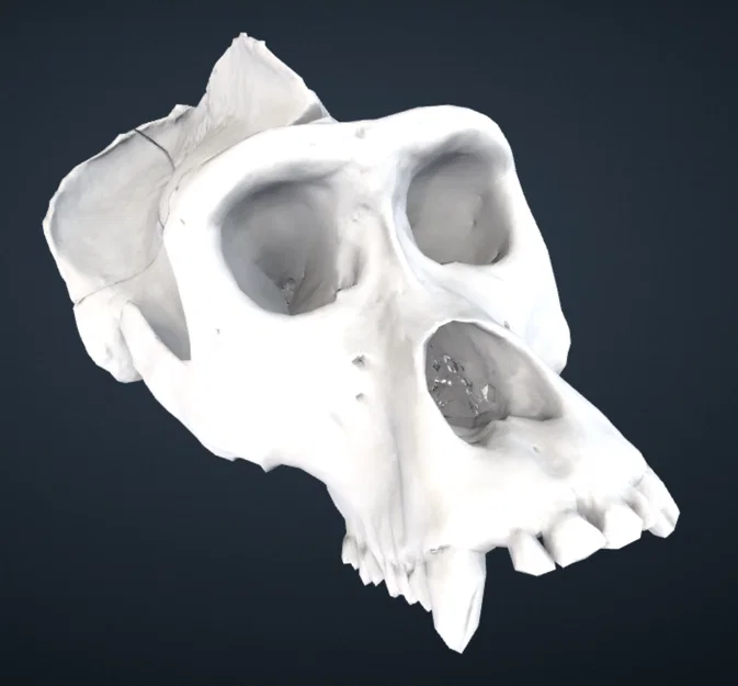 Mô hình hộp sọ khỉ đột (Gorilla) 3D chi tiết từ Smithsonian - Image 1