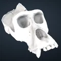 Mô hình hộp sọ khỉ đột (Gorilla) 3D chi tiết từ Smithsonian - Thumbnail 1