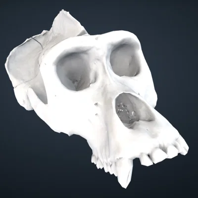 Mô hình hộp sọ khỉ đột (Gorilla) 3D chi tiết từ Smithsonian