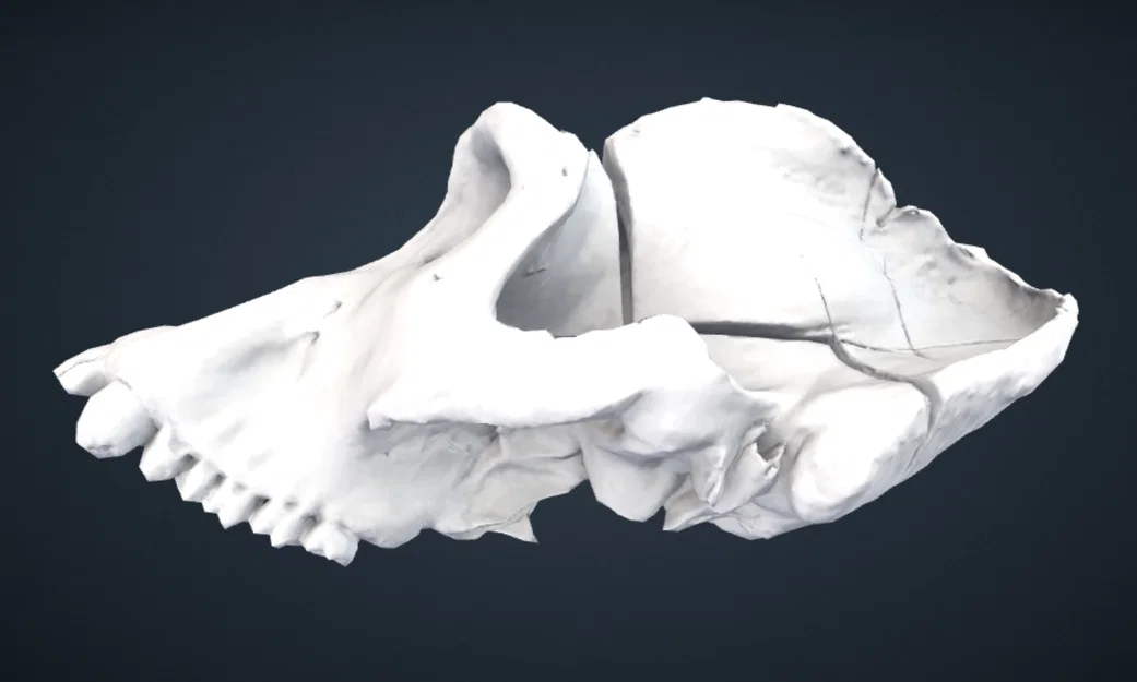 Mô hình hộp sọ khỉ đột (Gorilla) 3D chi tiết từ Smithsonian - Image 2