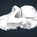 Mô hình hộp sọ khỉ đột (Gorilla) 3D chi tiết từ Smithsonian - Thumbnail 2