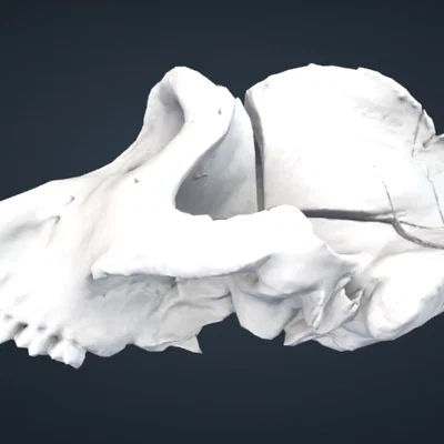 Mô hình hộp sọ khỉ đột (Gorilla) 3D chi tiết từ Smithsonian
