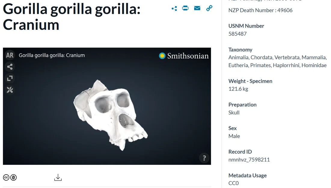 Mô hình hộp sọ khỉ đột (Gorilla) 3D chi tiết từ Smithsonian - Image 3