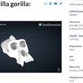 Mô hình hộp sọ khỉ đột (Gorilla) 3D chi tiết từ Smithsonian - Thumbnail 3