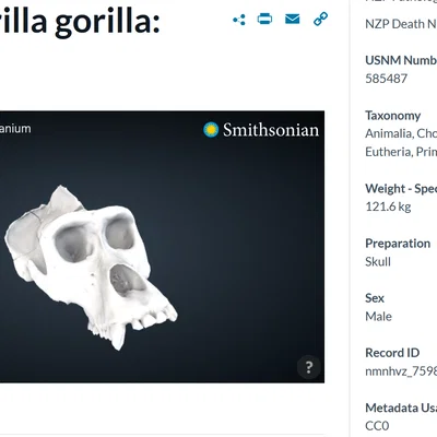 Mô hình hộp sọ khỉ đột (Gorilla) 3D chi tiết từ Smithsonian